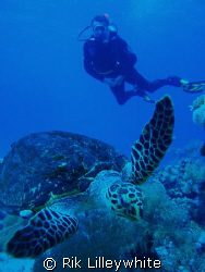 Turtle came out of the deep blue at Ras Mohammed December... by Rik Lilleywhite 